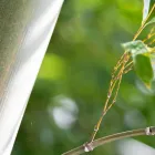 竹財